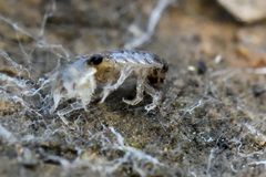 Chaetophiloscia sicula