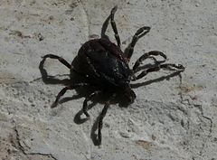 Hyalomma aegyptium