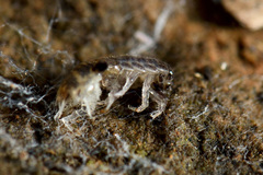 Chaetophiloscia sicula