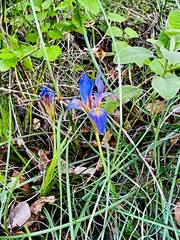 Iris unguicularis carica