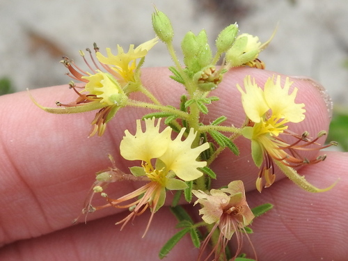 Image of Polanisia erosa by (c) Sam Kieschnick, some rights reserved (CC BY)