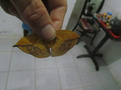Oxytenis modestia