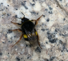 Bombus terrestris sassaricus