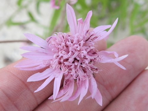 Image of Palafoxia hookeriana by (c) Sam Kieschnick, some rights reserved (CC BY)