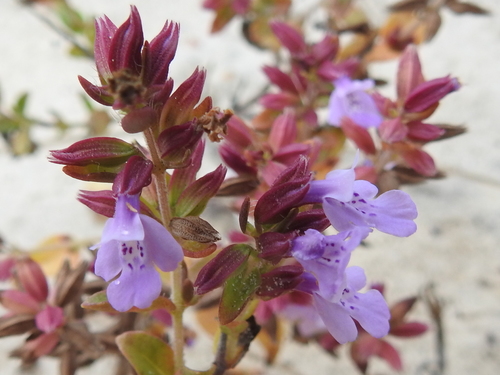 angled sandmint (Rhododon angulatus)