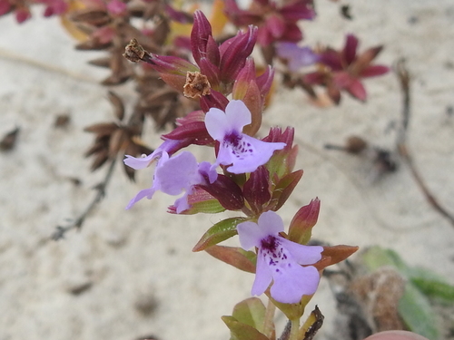 Image of Rhododon angulatus by (c) Sam Kieschnick, some rights reserved (CC BY)