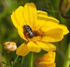 Oxythyrea noemi