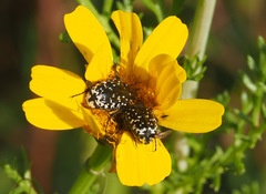 Oxythyrea noemi