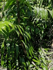 Desmoncus orthacanthos