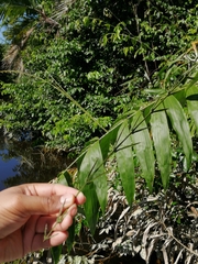 Desmoncus orthacanthos