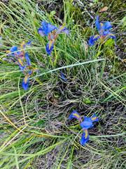 Iris unguicularis carica