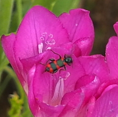 Trichodes affinis