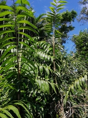 Desmoncus orthacanthos