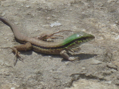 Ameiva atrigularis