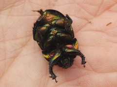 Sericotrupes niger