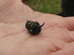 Sericotrupes niger