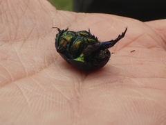 Sericotrupes niger