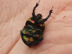 Sericotrupes niger