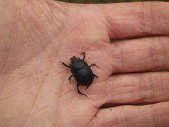 Sericotrupes niger