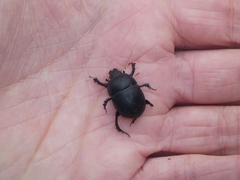 Sericotrupes niger