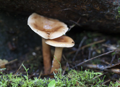 Lactarius tabidus