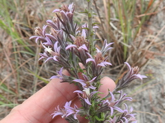 Liatris carrizana