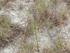 Liatris carrizana
