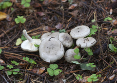 Tephroleuci