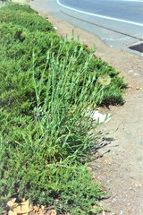 Tragopogon porrifolius