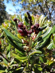 Comarostaphylis arbutoides