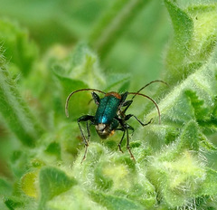 Cartallum ebulinum