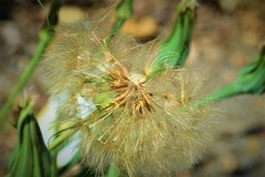 Tragopogon porrifolius