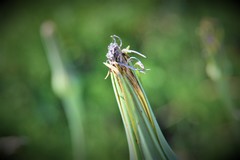 Tragopogon porrifolius