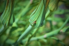 Tragopogon porrifolius