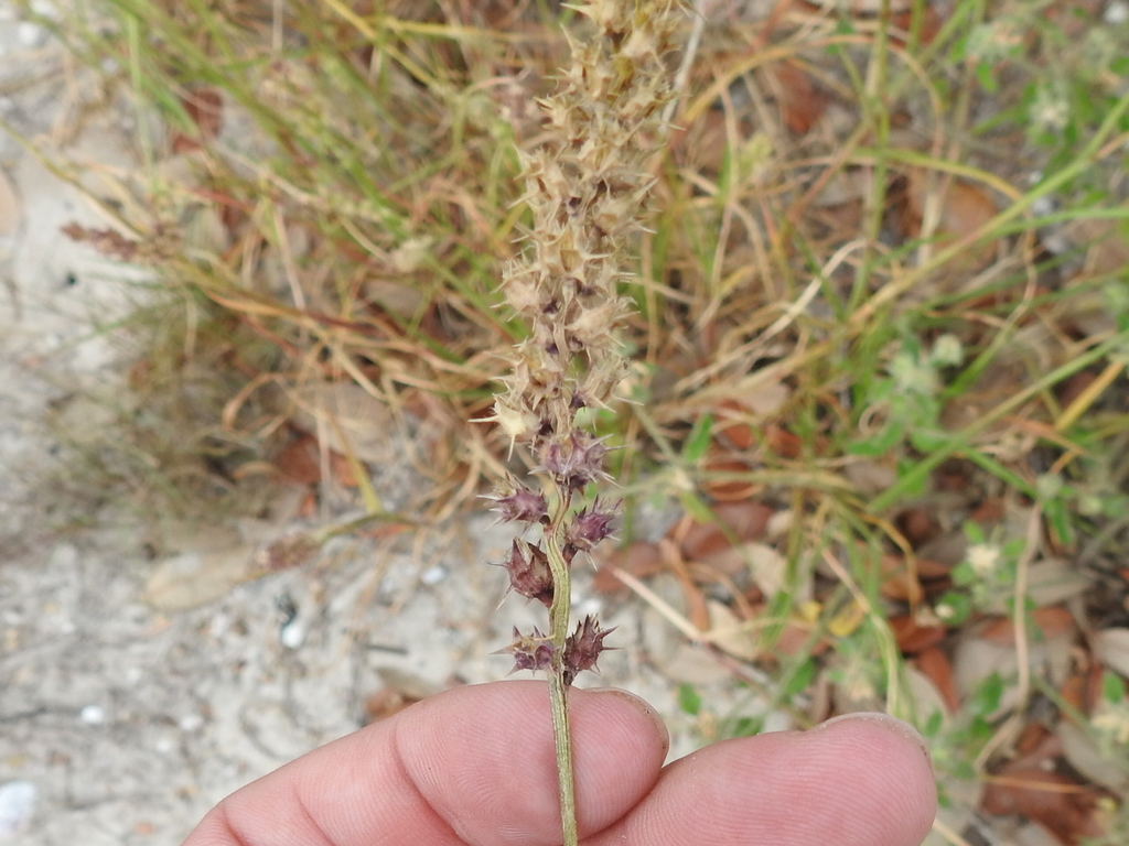 coastal sandbur from Fulton, Texas on October 19, 2017 by Sam ...