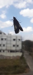 Lepidoptera
