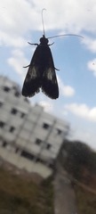 Lepidoptera