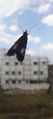 Lepidoptera