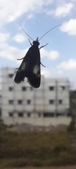 Lepidoptera
