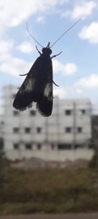 Lepidoptera