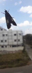 Lepidoptera