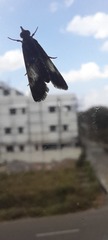 Lepidoptera