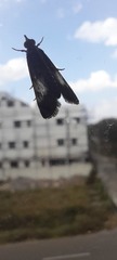 Lepidoptera