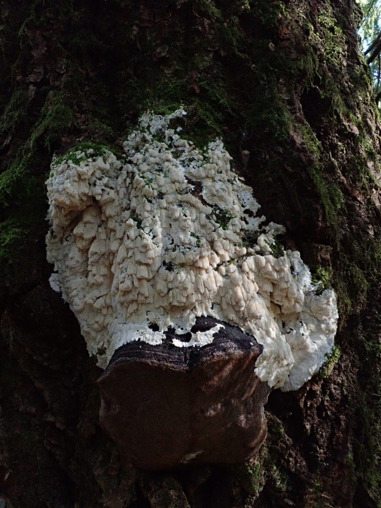 Steccherinum pseudozilingianum