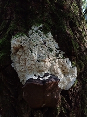 Steccherinum pseudozilingianum