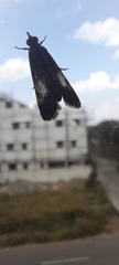 Lepidoptera