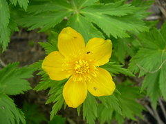 Trollius ranunculinus