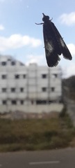 Lepidoptera