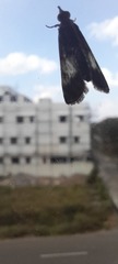 Lepidoptera