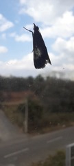 Lepidoptera